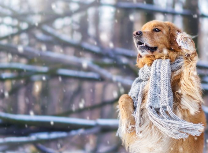 Wallpaper dog, cute animals, snow, winter, 4k, Animals 675474956